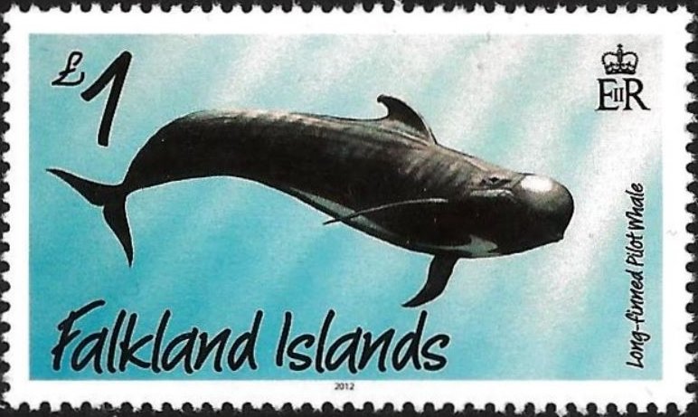 Long-finned Pilot Whale (Globicephala melaena)
