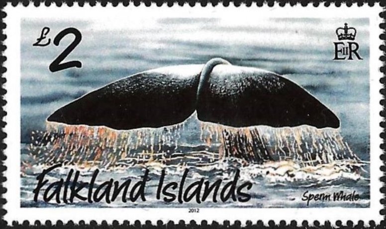 Sperm Whale (Physeter macrocephalus)