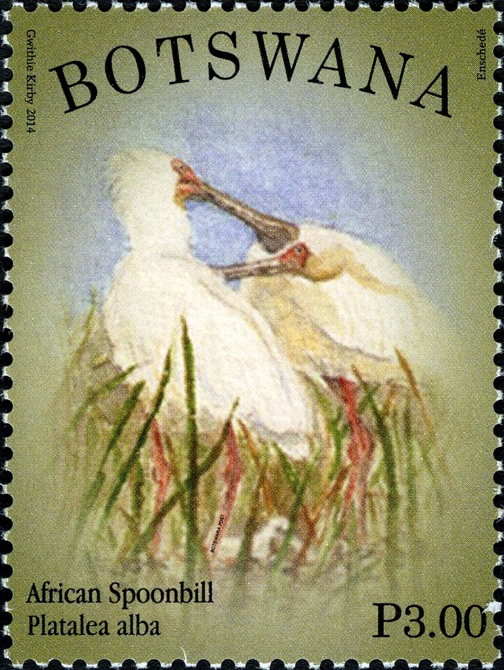 African Spoonbill (Platalea alba)