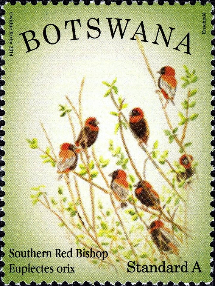 Southern Red Bishop (Euplectes orix)