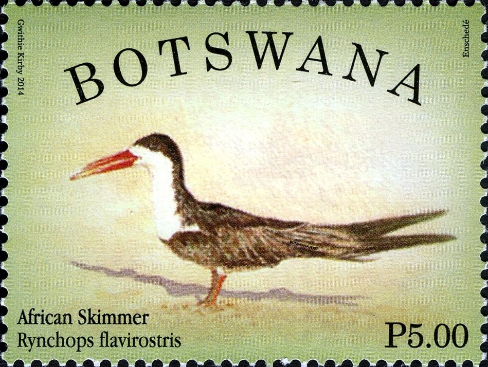 African Skimmer (Rhynchops flavirostris)