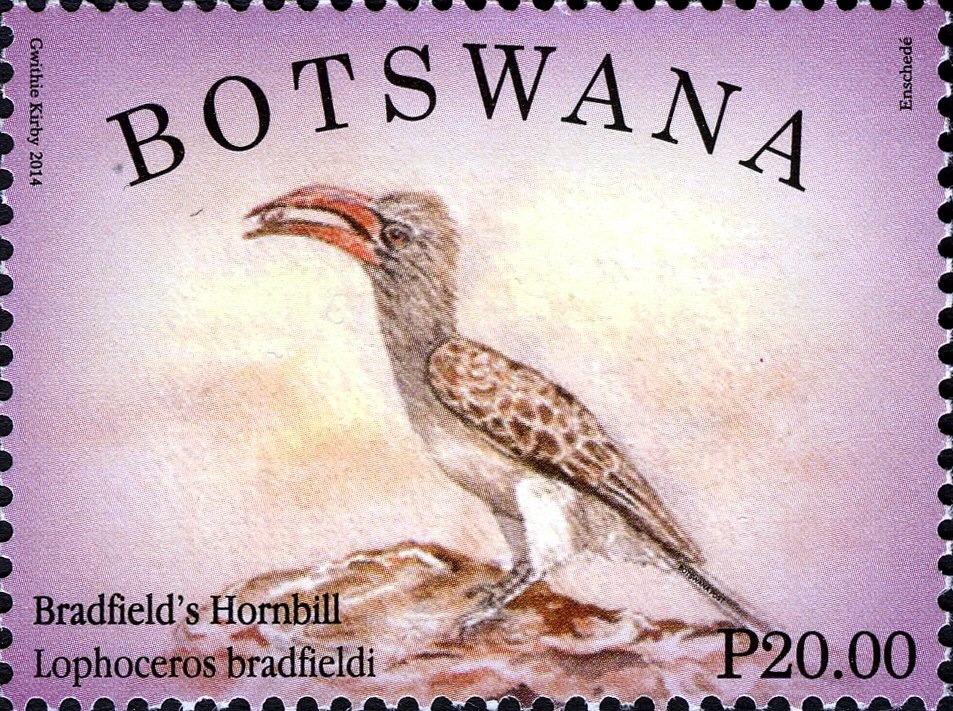 Bradfield's Hornbill (Lophoceros bradfieldi)