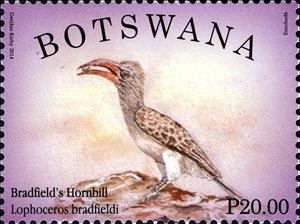Stamp, Bradfield's Hornbill (Lophoceros bradfieldi), Botswana,  , Birds