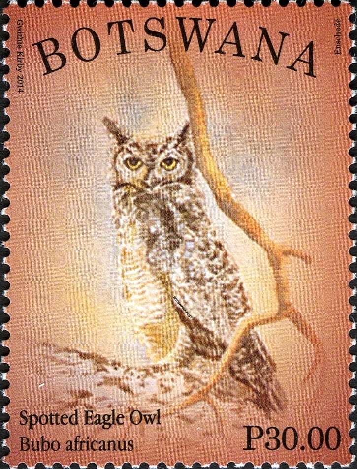 Spotted Eagle-Owl (Bubo africanus)