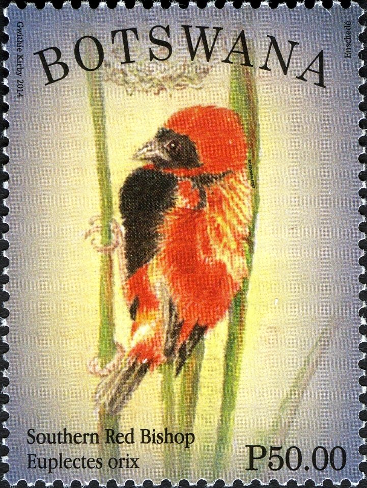 Southern Red Bishop (Euplectes orix)