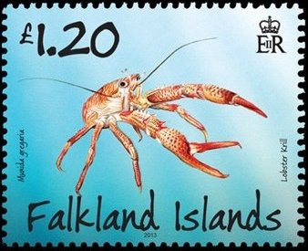 Squat Lobster (Munida gregaria)