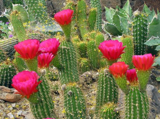 Cacti