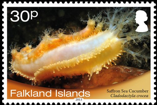 Saffron Sea Cucumber (Cladodactyla crocea)
