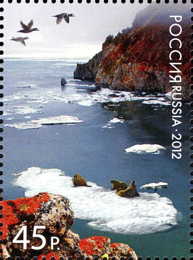 Walrus (Odobenus rosmarus) on Ice Floes in a Bay of Wrangel 