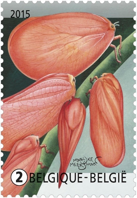 Madagascan Flatid Bug (Phromnia rosea)