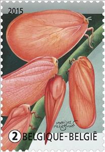 Stamp, Madagascan Flatid Bug (Phromnia rosea), Belgium,  