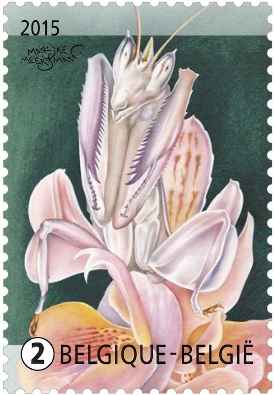 Orchid Mantis (Humenopus coronatus)