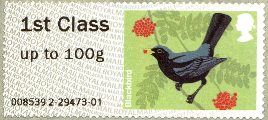 Common Blackbird (Turdus merula)