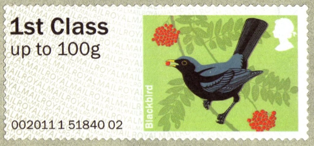 Common Blackbird (Turdus merula)