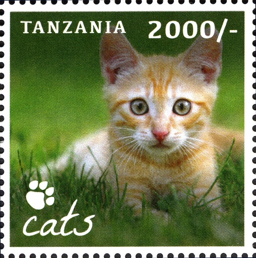 Domestic Cat (Felis silvestris catus)