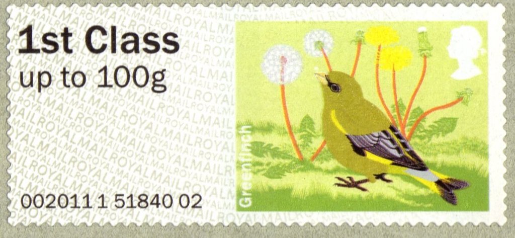 European Greenfinch (Carduelis chloris)