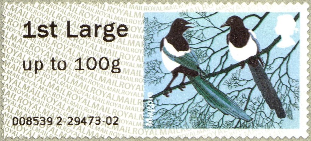 Eurasian Magpie (Pica pica)