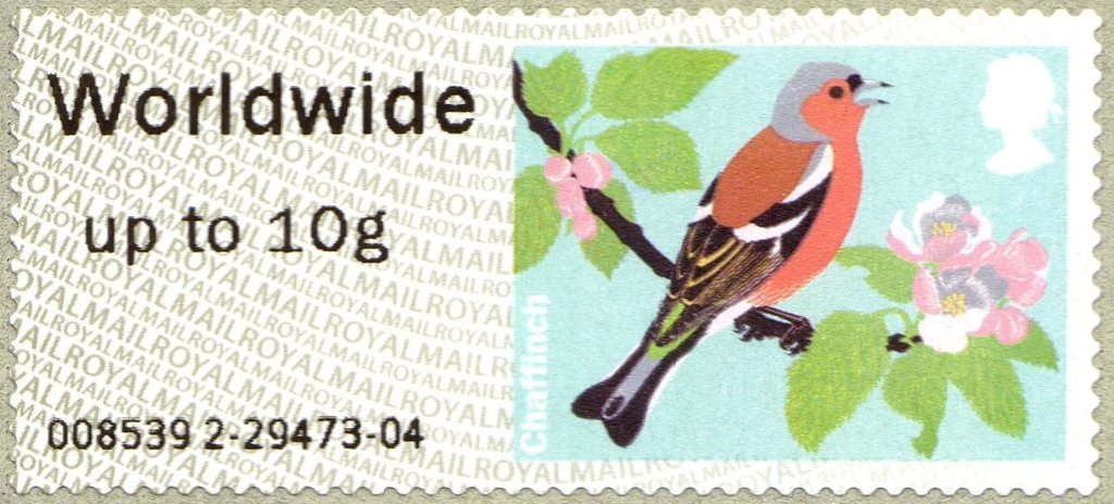 Common Chaffinch (Fringilla coelebs)