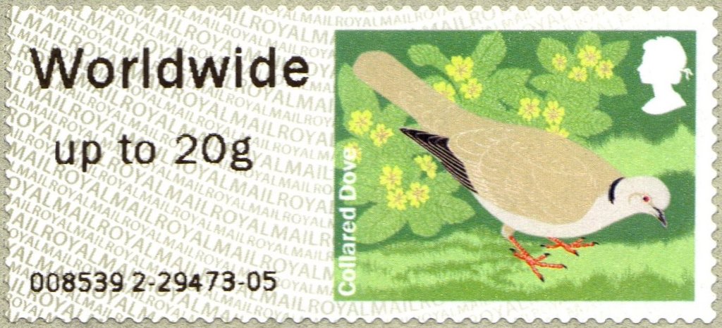 African Collared Dove (Streptopelia roseogrisea) 