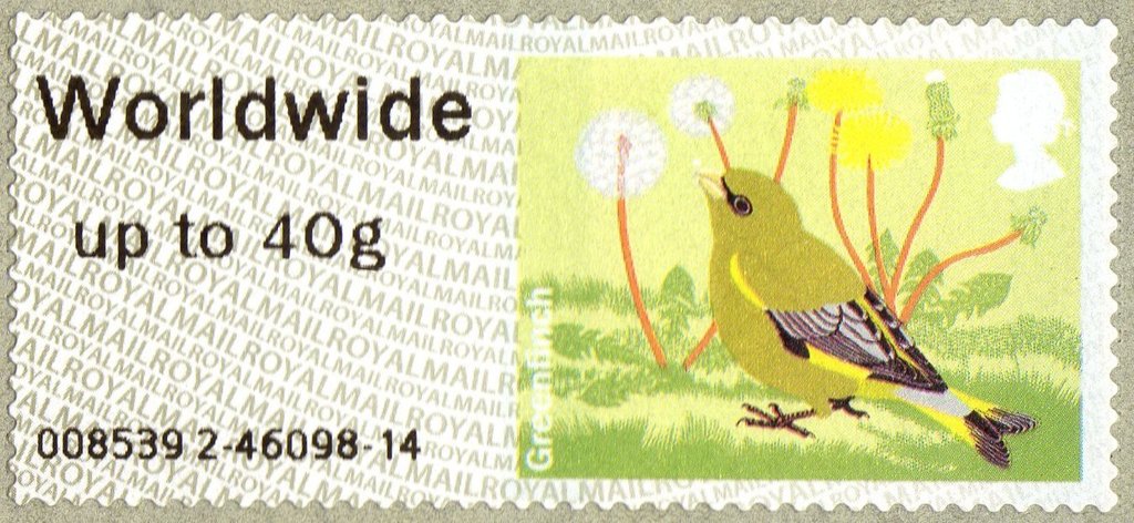 European Greenfinch (Carduelis chloris)