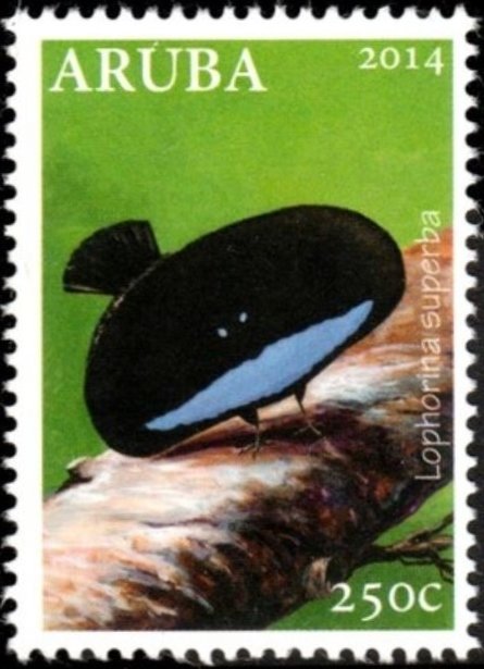 Superb Bird-of-paradise (Lophorina superba)