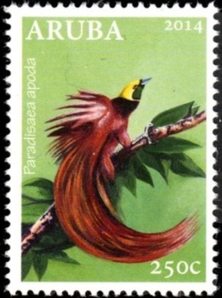 Greater Bird-of-paradise (Paradisaea apoda apoda)