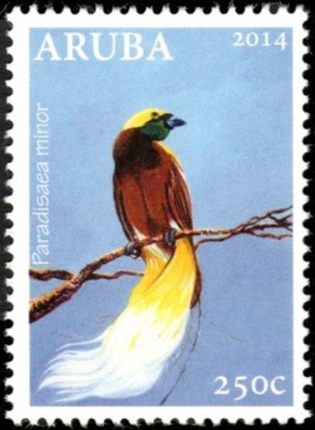 Lesser Bird-of-paradise (Paradisaea minor)