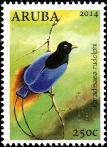 Blue Bird-of-paradise (Paradisaea rudolphi)