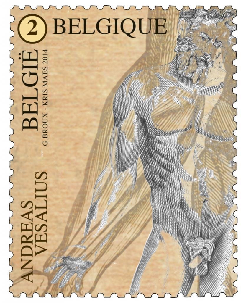 Andreas Vesalius - Male Nude