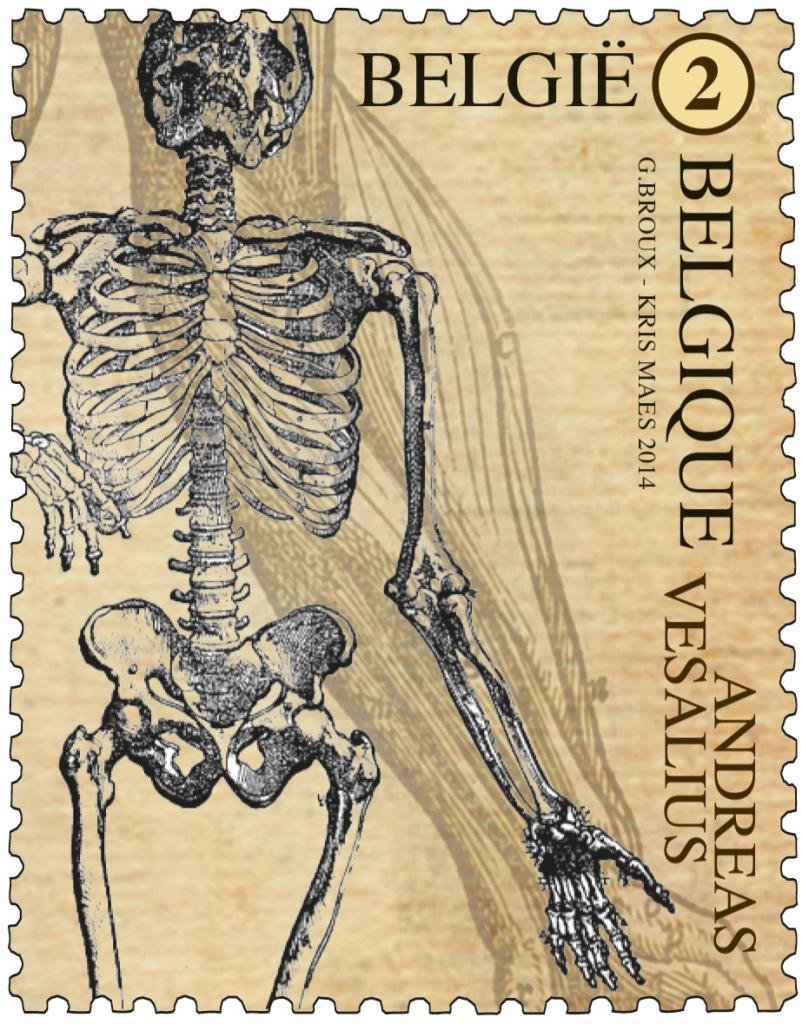 Andreas Vesalius - Skeletal System