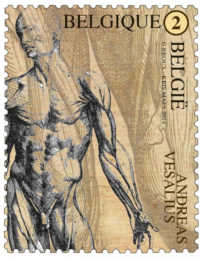 Andreas Vesalius - Muscular System
