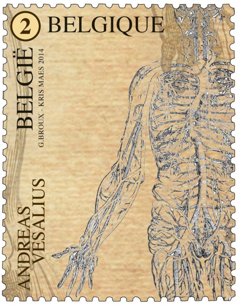 Andreas Vesalius - Blood Circulation