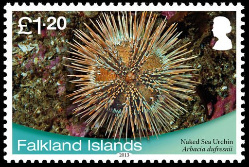 Naked Sea Urchin (Arbacia dufresnii)