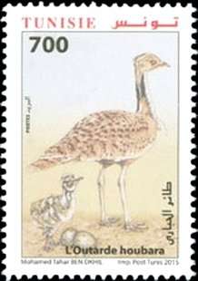 Houbara Bustard (Chlamydotis undulata)