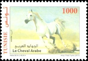 Arabian Horse (Equus ferus caballus)