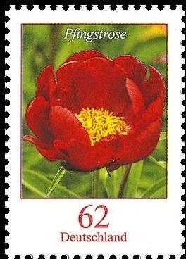 Peony (Paeonia sp.)