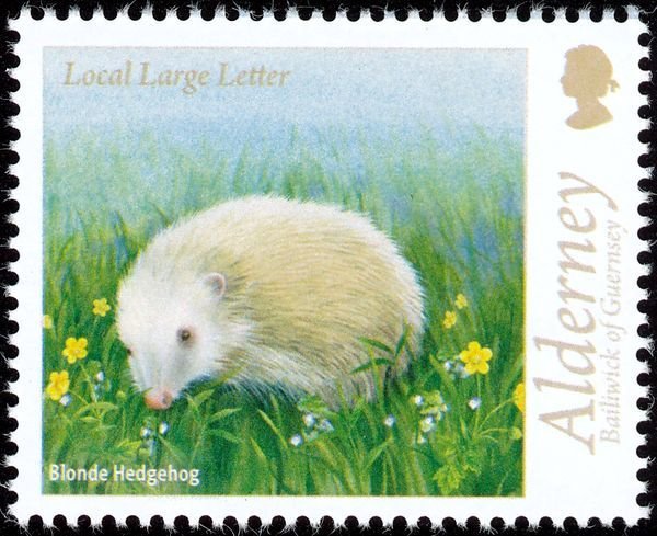 Blonde Hedgehog (Erinaceus europaeus)