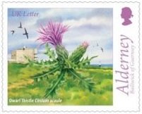 Dwarf Thistle