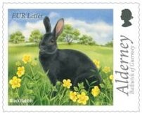 Black Rabbit (Oryctolagus cuniculus forma domestica)