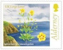 Spotted Rock-Rose