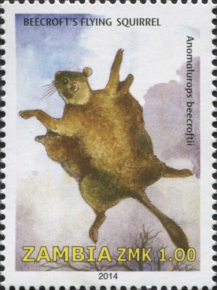 Beecroft's Flying Squirrel (Anomalurus beecrofti)