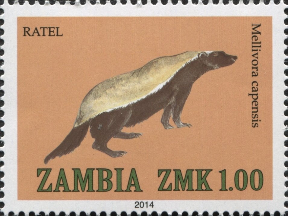 Honey Badger (Mellivora capensis)