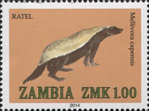 Stamp, Honey Badger (Mellivora capensis), Zambia,  , Mammals, Animals (Fauna)