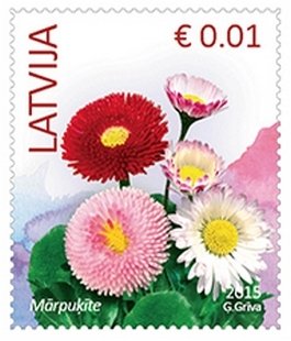 Daisy (Bellis perennis)