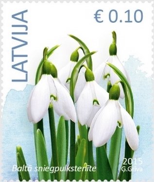 Snowdrop