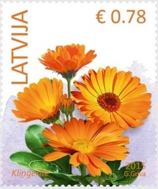 Pot marigold (Calendula officinalis)