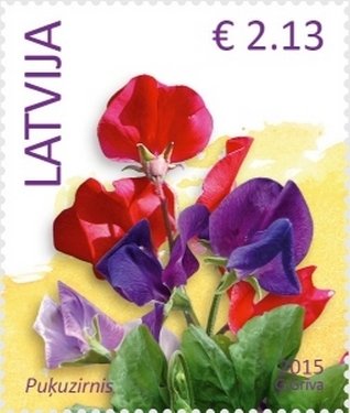 Sweet pea (Lathyrus odoratus)