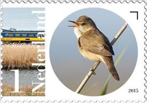 Stamp, Eurasian Reed-warbler (Acrocephalus scirpaceus), Netherlands,  , Birds, Animals (Fauna)