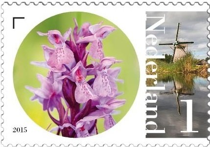 Rietorchis