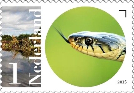 Stamp, European Grass Snake (Natrix natrix), Netherlands,  